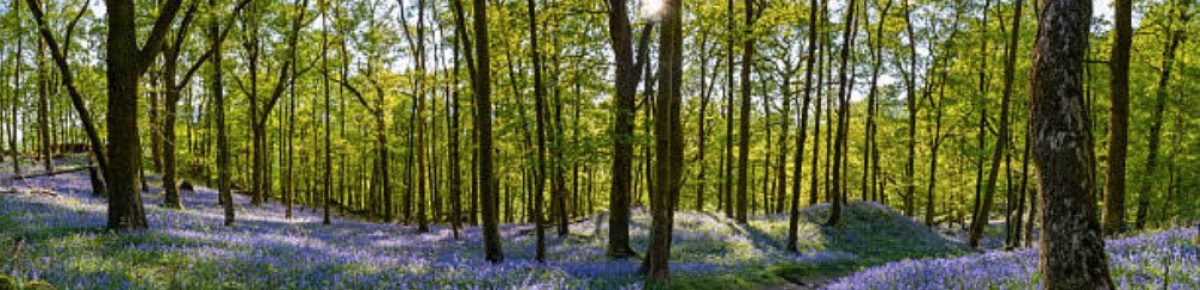 schoenmkers-supervisie-en-meer-header